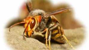 Jaké sny o srozích interpretaci spánku a tipů v závislosti na situaci v životě